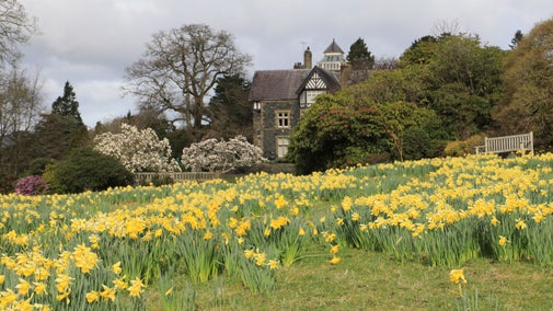 Golygfa o gennin Pedr yn y ddôl gyda’r tŷ yn y cefndir yng Ngardd Bodnant yng Nghonwy, Gogledd Cymru